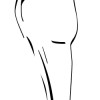 Tooth Canine