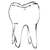 Tooth Molar